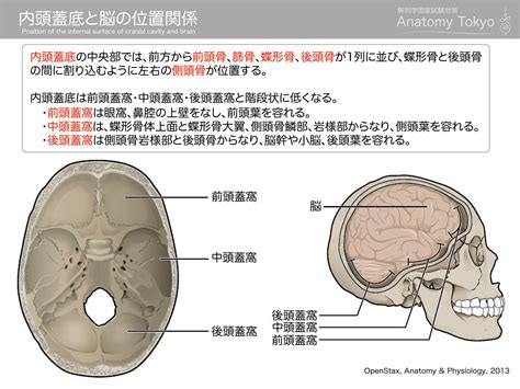 頭部位置|内頭蓋底と脳の位置関係 